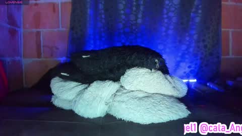 Snapshot of cata_angel1 chatting on 04/28/26, 12:09 Cata Angel online show from 04/28/26, 12:09