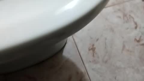 ciccilli online show from 10/05/25, 08:29