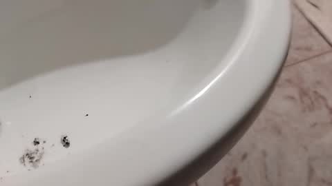 ciccilli online show from 11/01/25, 10:23