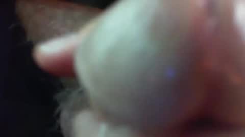 comox online show from 11/29/25, 05:21