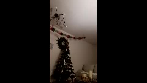 Bella online show from 12/23/25, 03:48