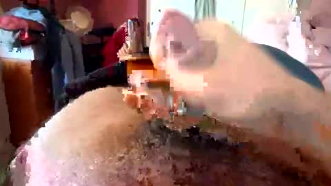 Snapshot of currocll chatting on 10/06/25, 08:01 currocll online show from 10/06/25, 08:01