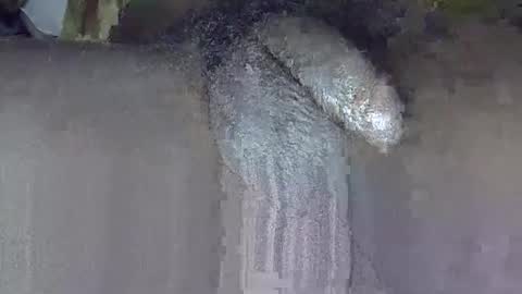 GIANT  Lamar  72 ft  tall  with a  10 inches  BBC   hard quick cumshot in private show lets go online show from 06/03/26, 03:17