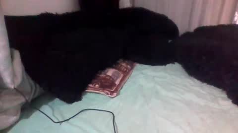 dani9821569006 online show from 09/14/25, 03:00