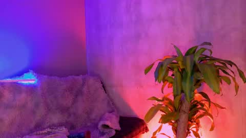 danita_veelz online show from 06/05/26, 10:37