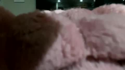 dannyboy621 online show from 11/10/25, 02:10