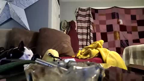 daryltasha8191 online show from 01/20/25, 06:10