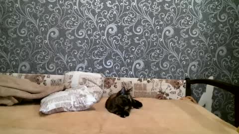 DennisXCarol online show from 02/23/25, 04:24