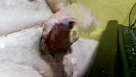 didyoujustseethat online show from 10/07/25, 06:10