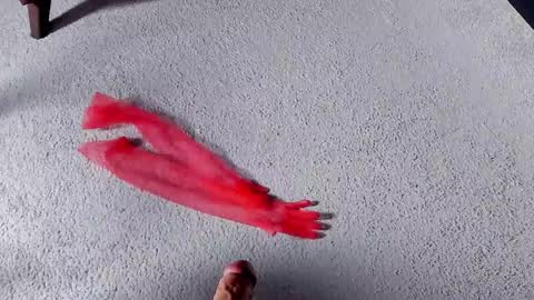 Dorothy Next stream on Monday at 3am-9am online show from 03/27/26, 08:26