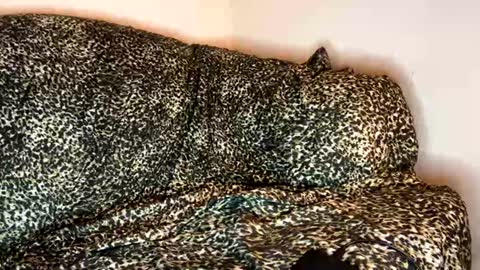 dove_love22 online show from 11/10/25, 04:33