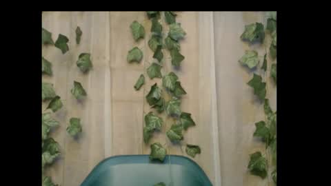 linda online show from 10/26/25, 11:31