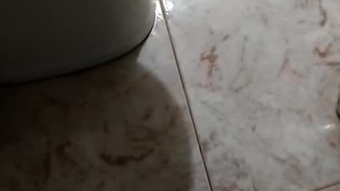 dthedog12 online show from 10/30/25, 09:48