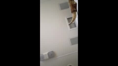 dtrain6969420 online show from 02/03/26, 06:40