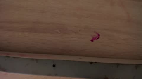 dylanroyce_ online show from 04/01/26, 01:41