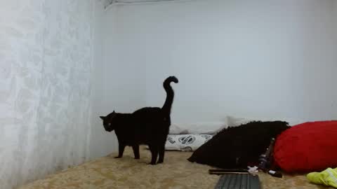 elektra online show from 09/20/25, 04:13