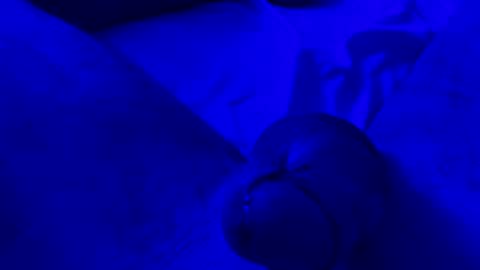 Chpala online show from 04/13/26, 06:52