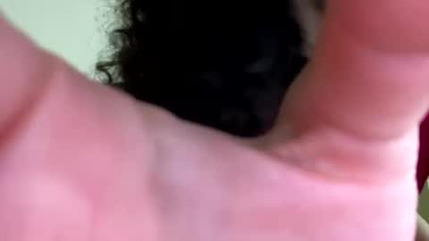 eulilah222 online show from 09/17/25, 03:41