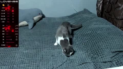 Eva online show from 01/09/25, 01:56