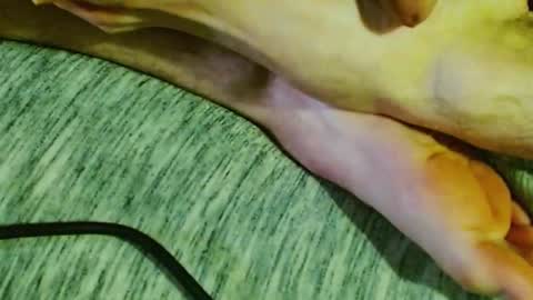 ask me online show from 01/30/25, 01:44