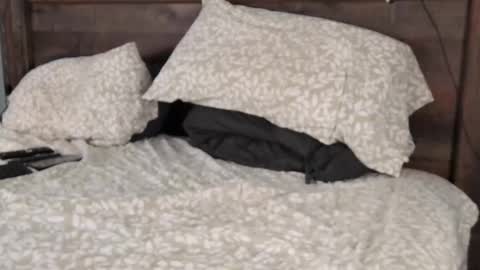 FloridaBearLive online show from 02/22/25, 10:52