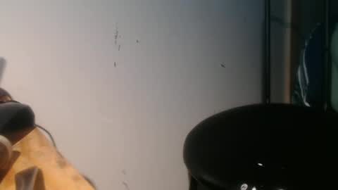 forestnymphpdx online show from 01/30/25, 09:04