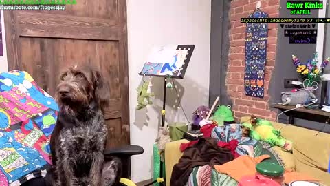   Jaywise Frogfoot  online show from 04/11/26, 08:13