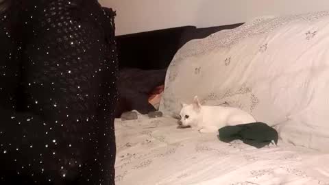 Pizzaz online show from 09/24/25, 04:32