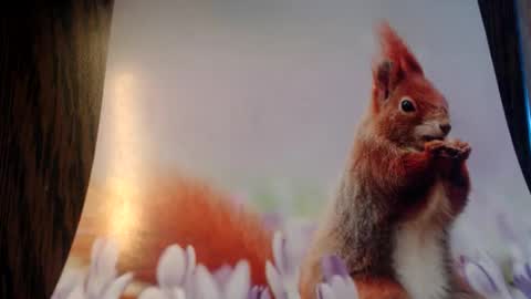 Snapshot of galera100 chatting on 03/03/26, 08:31 galera100 online show from 03/03/26, 08:31