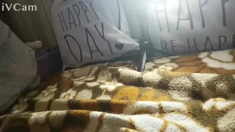 Snapshot of gatodes6116291 chatting on 10/30/25, 05:35 gatodes6116291 online show from 10/30/25, 05:35