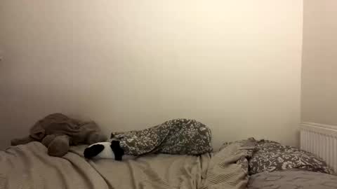 ghostpetal online show from 10/29/25, 07:26