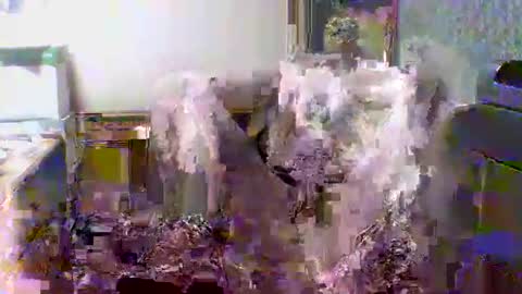 Snapshot of giann005 chatting on 03/24/26, 03:28 giann005 online show from 03/24/26, 03:28