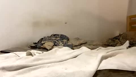 Goldmedal online show from 01/15/26, 09:07