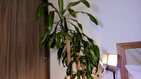 Hailey online show from 02/10/26, 02:37