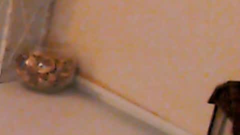 Heaven girl online show from 02/04/25, 05:23