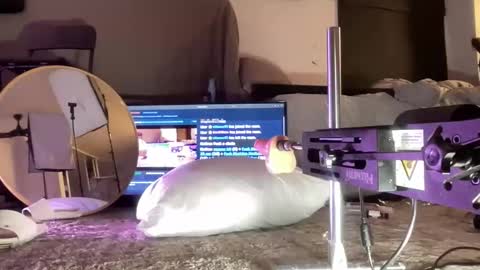 LockedThug online show from 12/15/25, 05:01