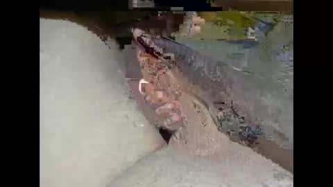 hung_mac0 online show from 02/25/26, 02:27