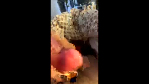 hungminer69 online show from 04/12/26, 01:43