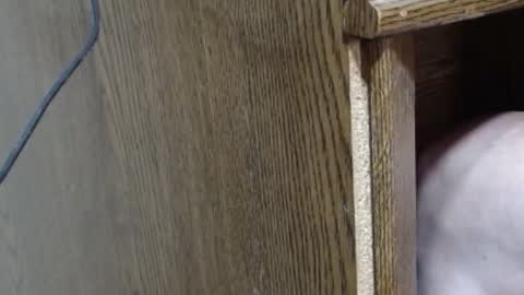 hungsofine online show from 02/16/25, 10:10