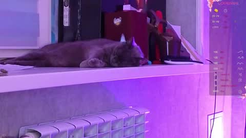 Aysi online show from 03/06/26, 03:08