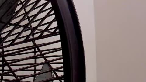 IAN CASTILLO online show from 02/11/26, 11:15