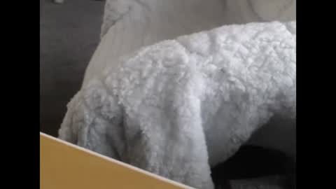 sissy gurl online show from 12/12/24, 05:04