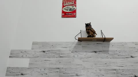 Jaycreedd online show from 09/11/25, 12:33