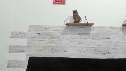 Jaycreedd online show from 11/03/25, 11:48