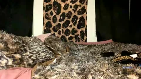 jeddahdolly online show from 11/28/25, 12:24