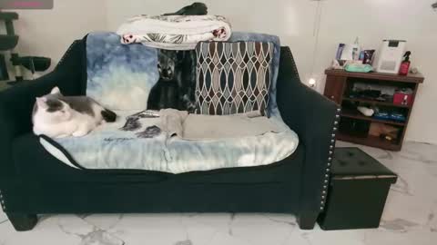 Snapshot of jjjust4fun1985 chatting on 02/13/25, 12:46 Nicole Allen online show from 02/13/25, 12:46