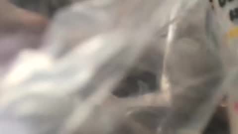 Snapshot of jojobrauer chatting on 10/31/25, 05:03 jojobrauer online show from 10/31/25, 05:03