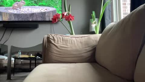 joshperrygoon online show from 12/14/24, 04:31