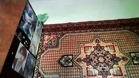 kikibang_ online show from 11/20/25, 08:14