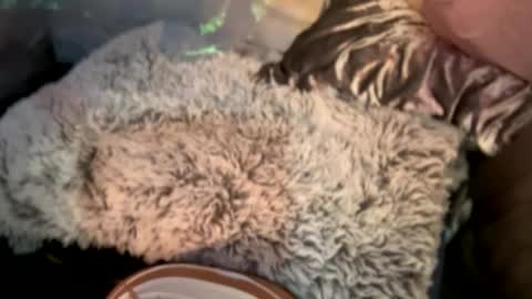 Kissah Kreampuff online show from 12/29/24, 08:11